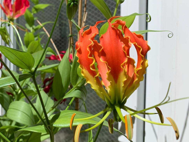 Глориоза - прекрасное растение, которое можно комфортно выращивать в домашних условиях - особенности ухода и фото
