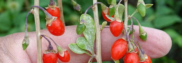 Годжи - как выращивать, ухаживать и охотиться за самыми сочными ягодами (фотоинструкция)