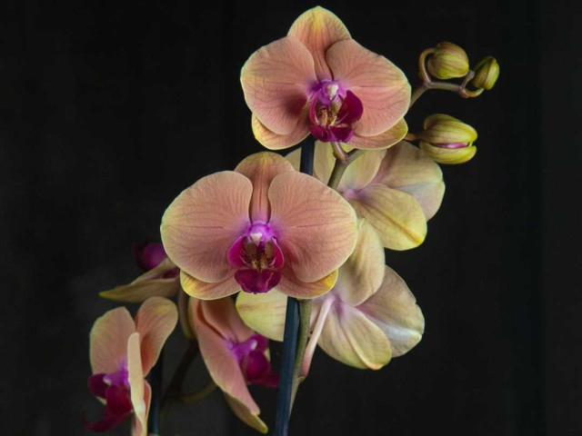 Голден бьюти орхидея - секреты ее привлекательности и уход за растением