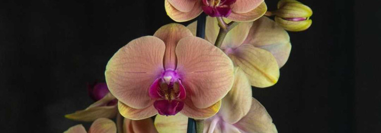 Голден бьюти орхидея - секреты ее привлекательности и уход за растением