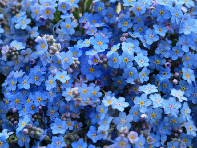 Красочные голубые цветы на фотографиях - прекрасное сочетание нежности и яркости