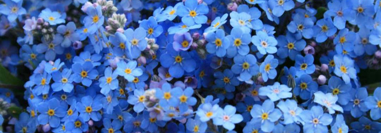 Красочные голубые цветы на фотографиях - прекрасное сочетание нежности и яркости