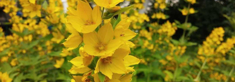 Фотографии горечавки желтой, уникальные снимки и факты об этом растении