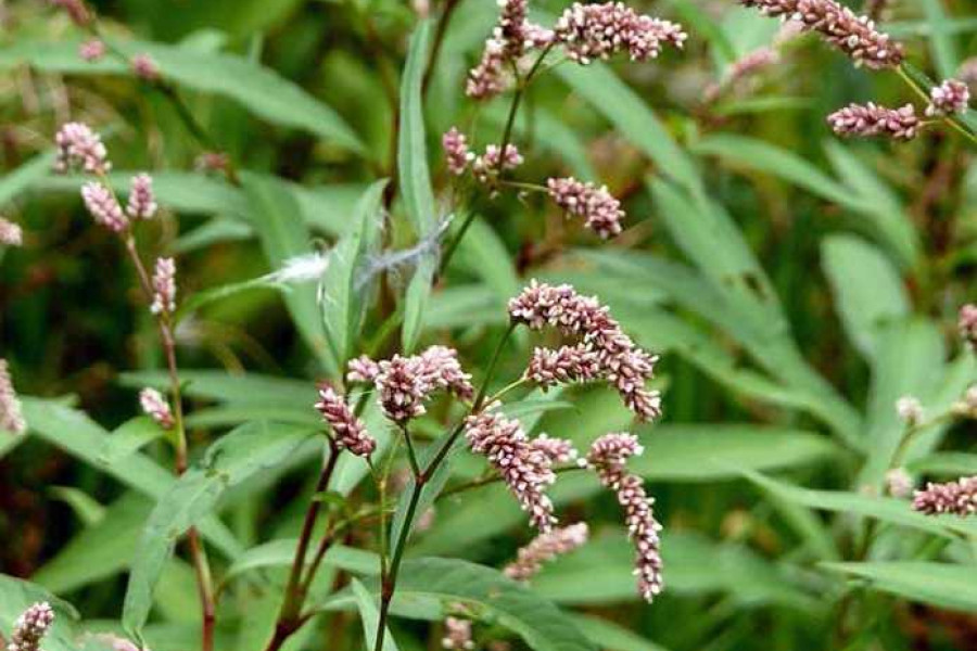 Водяной перец (Polygonum hydropiper). Горец перечный - Polygonum hydropiper. Трава горца перечного (водяного перца). Горец перечный соцветие.