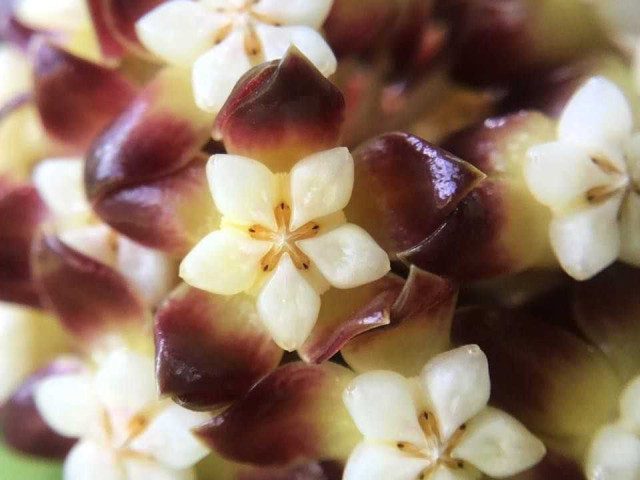 Hoya sp kalimantan - уход, размножение и особенности растения