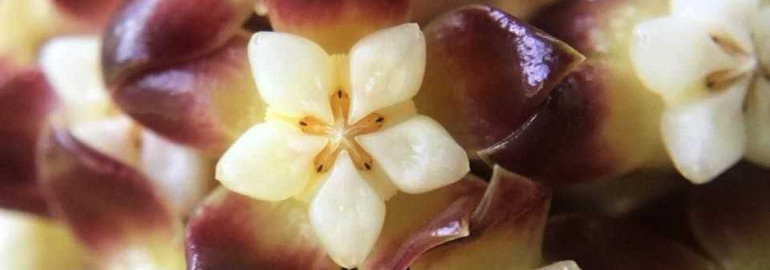 Hoya sp kalimantan - уход, размножение и особенности растения