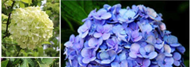 Перевод на русский язык термина "Hydrangea seeds" - особенности выращивания и полезные советы