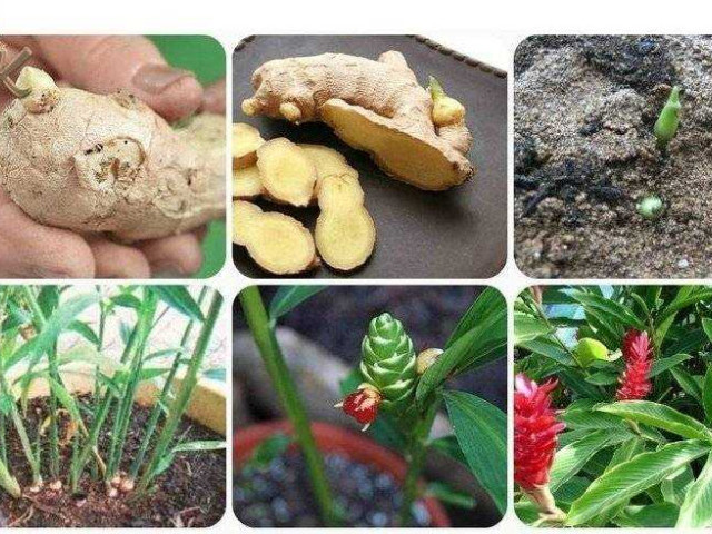 Имбирь выращивание в домашних условиях - советы и рекомендации по уходу за растением, полезные свойства и способы использования