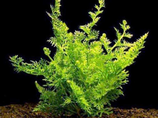 Индийский папоротник - отличное растение для аквариума, которое выглядит эффектно и легко ухаживает!