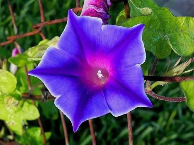 Ипомея – фотографии и описание цветов этого красивого декоративного растения