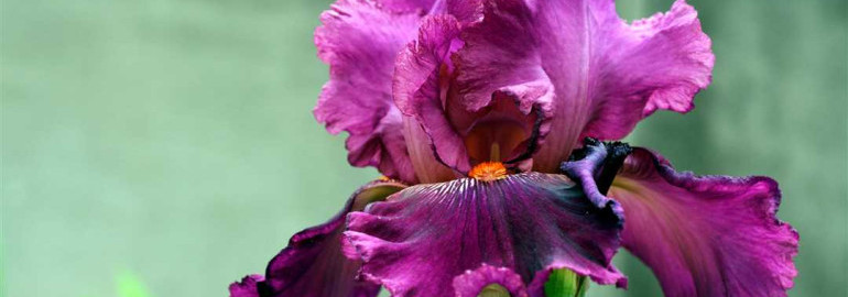 Цветочная краса и изысканность - удивительные оттенки и разнообразие видов ириса