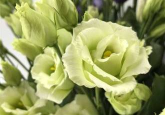 Ирландская роза эустома - изящное и нежное растение для вашего сада