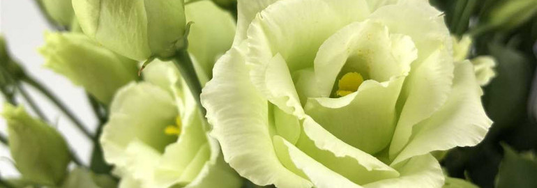 Ирландская роза эустома - изящное и нежное растение для вашего сада