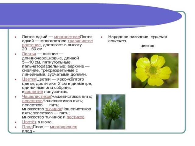 К какому семейству относится лютик - основные характеристики, место обитания и роль в экосистеме