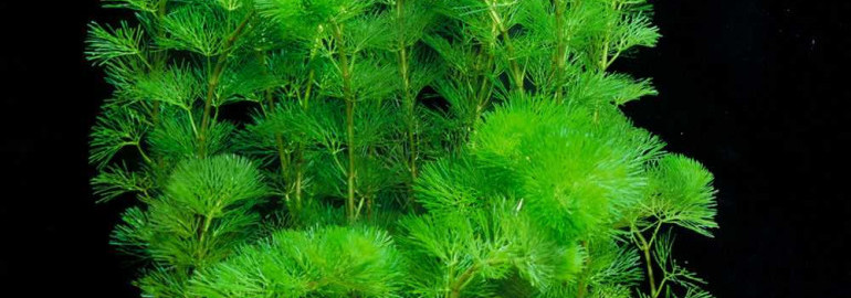 Кабомба – идеальное аквариумное растение для создания уникального растительного уголка в вашем аквариуме