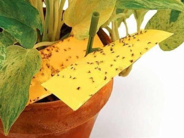 Как эффективно избавиться от назойливых мошек в цветочных горшках без использования химических средств и вреда для растений