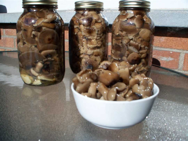Как консервировать грибы