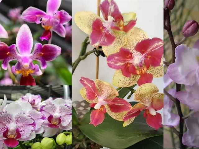 Как точно определить возраст и зрелость орхидеи на виде