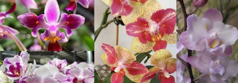 Как точно определить возраст и зрелость орхидеи на виде