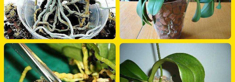 Как правильно пересаживать орхидеи в домашних условиях - пошаговое видео