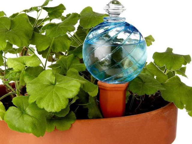 Как правильно поливать герань и поддерживать оптимальный уровень влажности для здорового и красивого роста растения