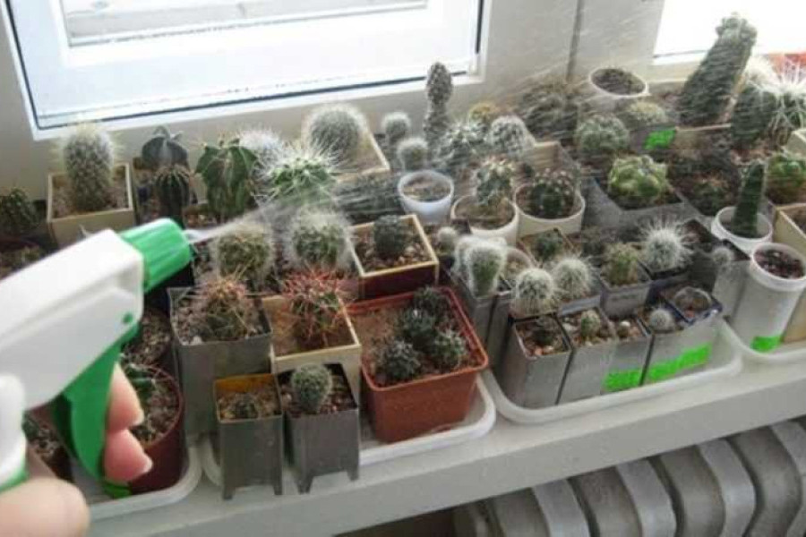 Пересадить кактус. Как часто нужно поливать кактус. Поливать кактус. Полив кактусов. Полив кактусов.