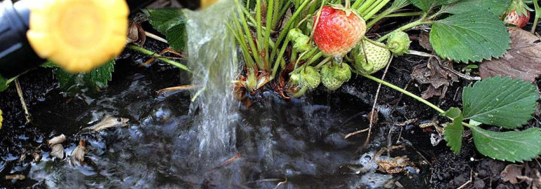 Как правильно поливать клубнику, чтобы получить обильный урожай и ягоды большого размера