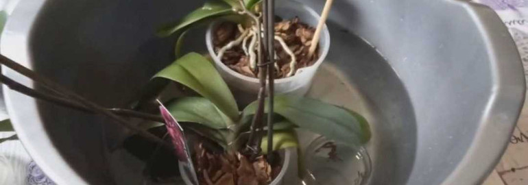 Как правильно поливать орхидеи в холодное время года и сохранить их красоту и здоровье