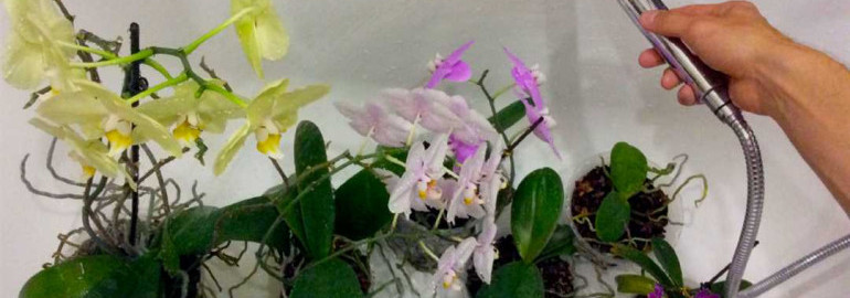 Как правильно ухаживать за орхидеей и обеспечить ей достаточный полив в домашних условиях