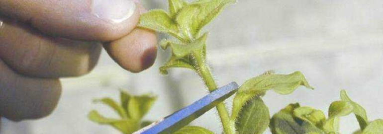 Как правильно прищипывать петунию для обильного цветения и красивой формы растения