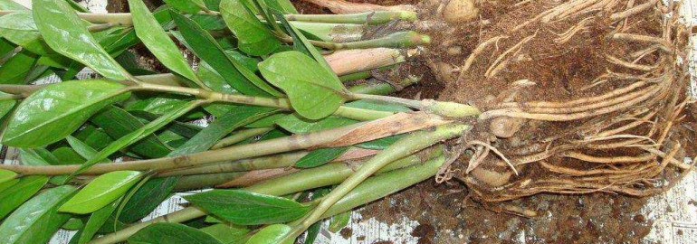 Как правильно рассадить замиокулькас для получения здорового и красивого растения