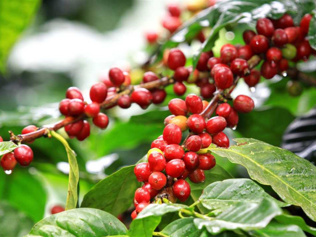 Как происходит процесс роста и развития кофейного растения - шаг за шагом об истоках любимого напитка