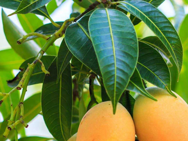 Как происходит процесс роста манго - от семени до дерева и плодоношения