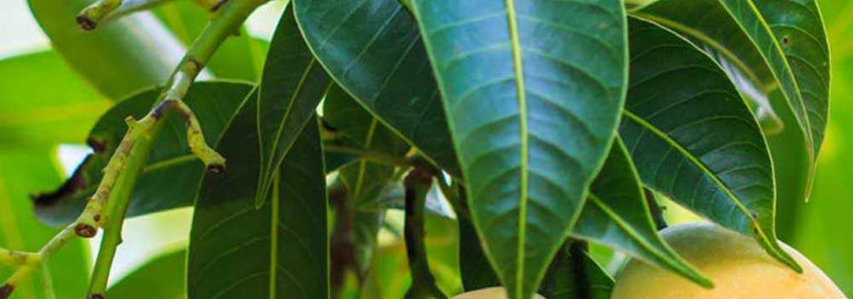 Как происходит процесс роста манго - от семени до дерева и плодоношения
