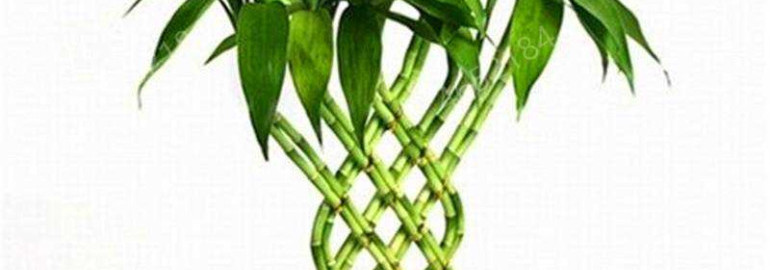 Секреты успешного выращивания бамбука внутри дома - экзотическая зелень без ухода на подоконнике!