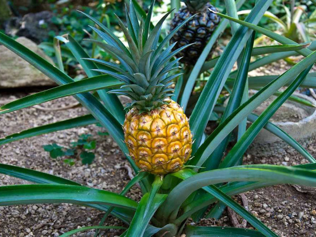Полный и понятный процесс роста ананаса от семечки до взрослого растения - видео-инструкция для садоводов