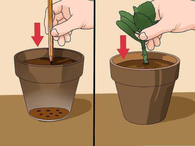 Как размножаются каланхоэ и как ухаживать за растением, чтобы получить максимальное количество потомства
