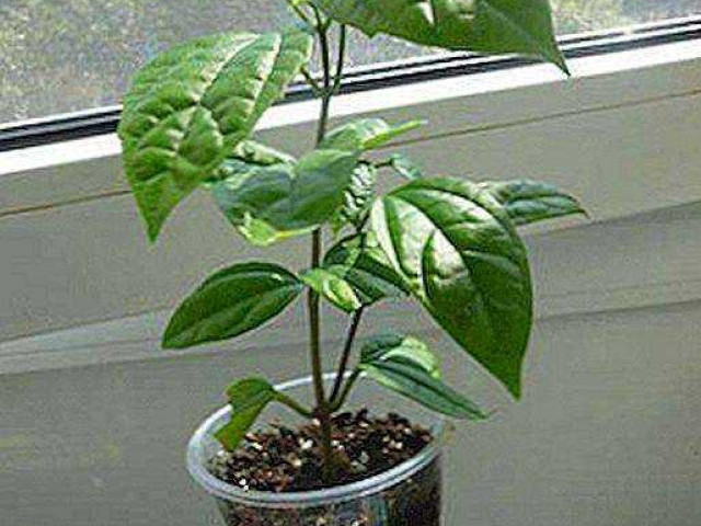 Как размножить клеродендрум - популярное комнатное растение у вас на подоконнике