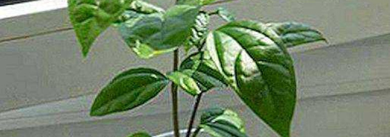 Как размножить клеродендрум - популярное комнатное растение у вас на подоконнике