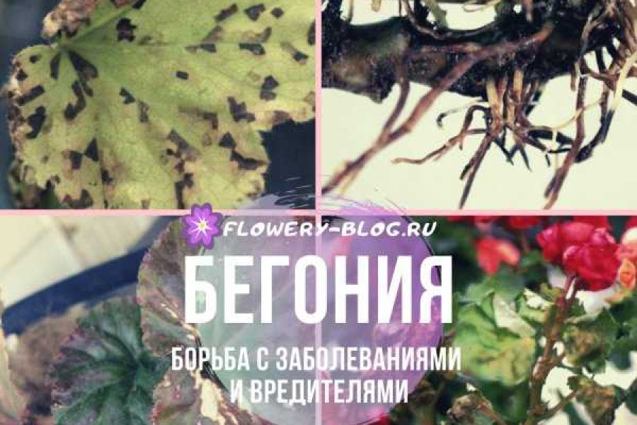 Вредители Бегонии Комнатной Фото С Названиями