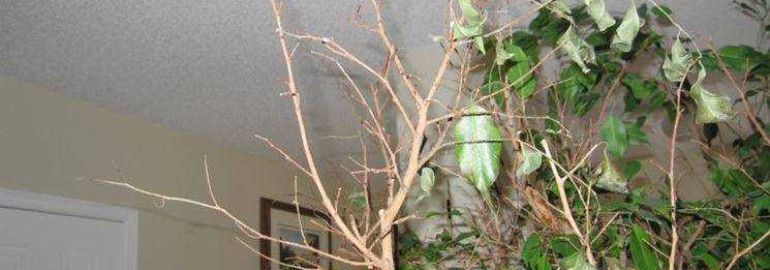 Как вернуть жизнь фикусу - основные правила по реанимации и уходу за растением