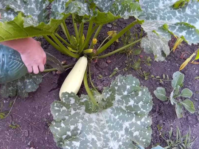 Как выращивать вкусные и сочные кабачки - секреты посадки и ухода за растениями