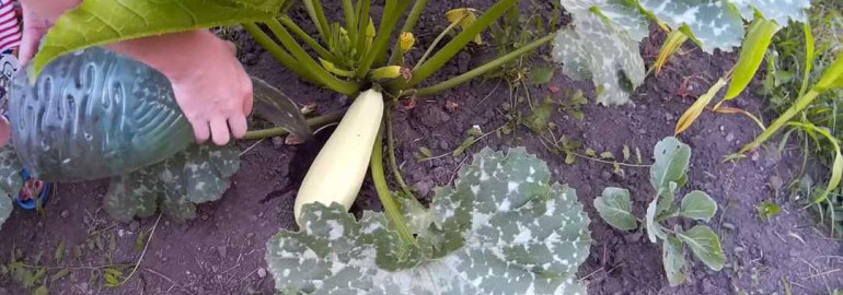 Как выращивать вкусные и сочные кабачки - секреты посадки и ухода за растениями