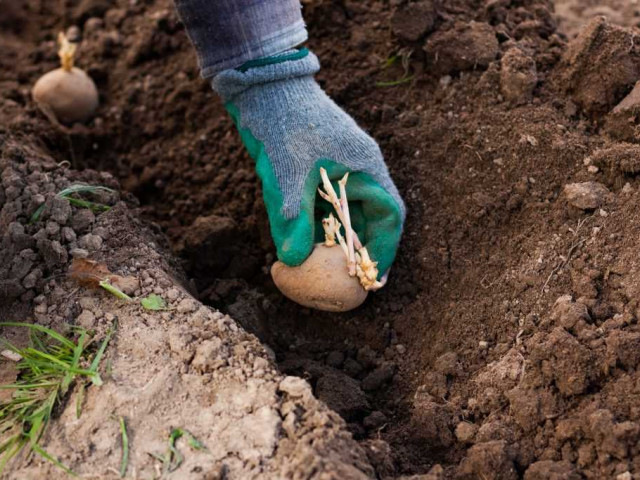 Полное руководство по правильной технике посадки картошки в саду - советы и секреты успешного урожая