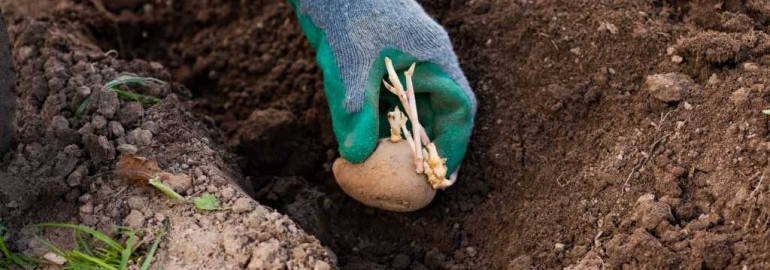 Полное руководство по правильной технике посадки картошки в саду - советы и секреты успешного урожая