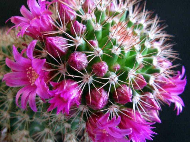 Как расцветает цветок у кактуса - этапы и условия цветения