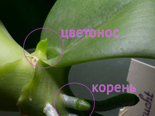 Как правильно определить, является ли побег орхидеи корнем или цветоносом - подробная инструкция для орхидеолюбителей