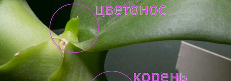 Как правильно определить, является ли побег орхидеи корнем или цветоносом - подробная инструкция для орхидеолюбителей