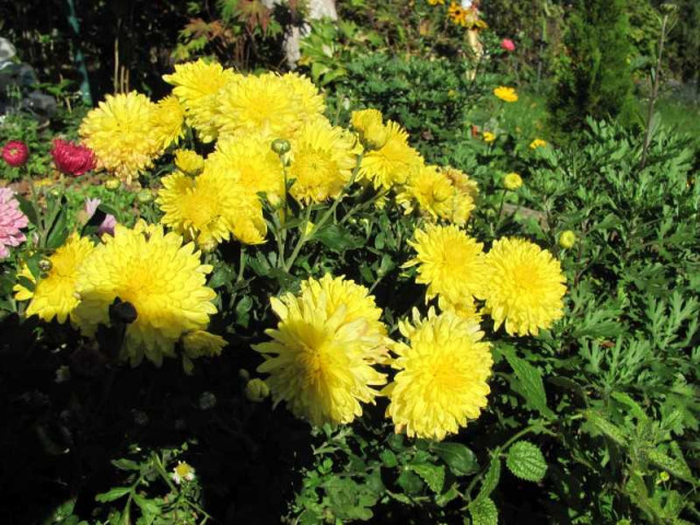 Простые и эффективные способы ускорить цветение хризантем в саду