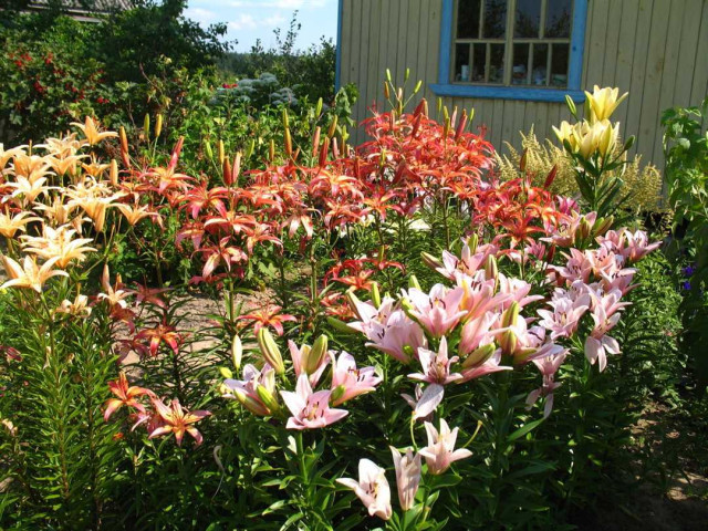 Ухаживание за лилиями на даче - секреты успешного выращивания и поддержания красоты садовых цветов